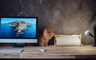 What are the best pets for offices?