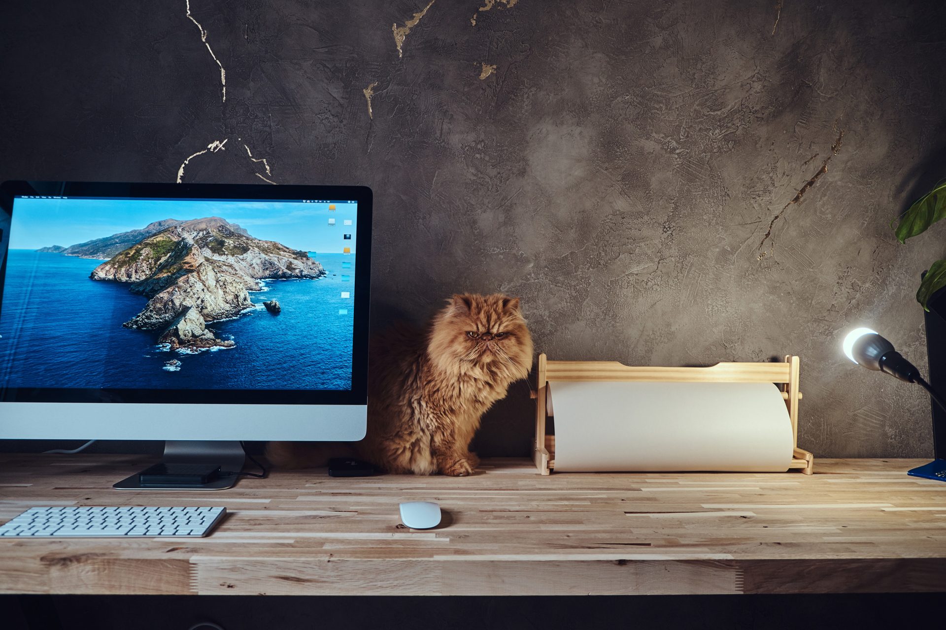 Grumpy Cat on desk with a mac on